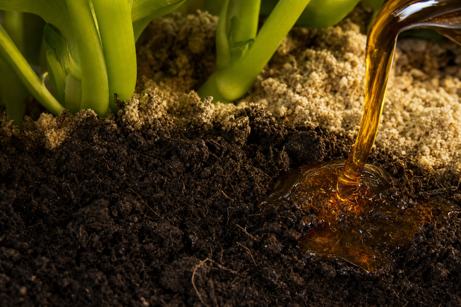 Prebiotics for Soil: How Sugar Helps Your Garden Come Alive
