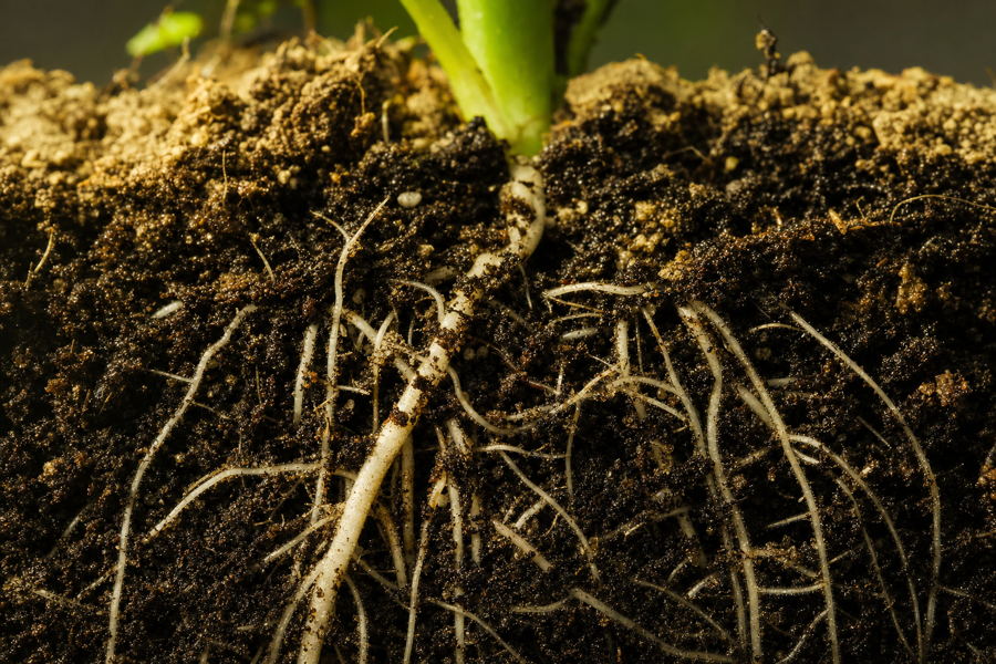 Soil Is the Plant's Gut