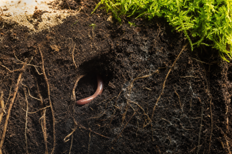 The Soil Food Web: Who's Doing All the Work Under Your Garden
