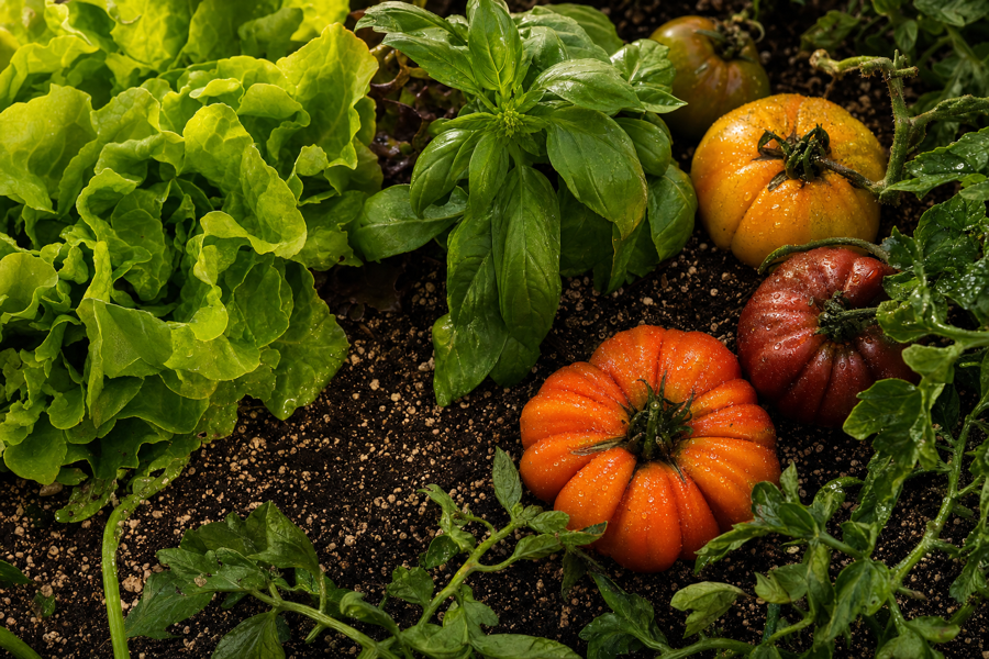 What Plants Actually Eat (Beyond N-P-K)